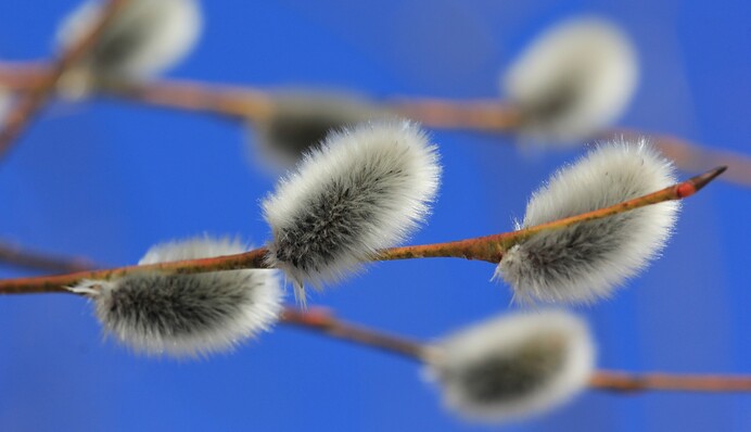 Лазарєва субота: традиції та історія свята 8 квітня