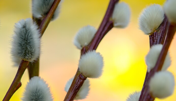 Вербное воскресенье 2023: десять интересных фактов о празднике