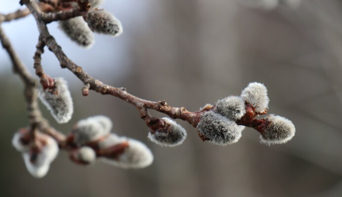 Верба бьет, не я бью! Лучшие открытки и смс на Вербное воскресенье