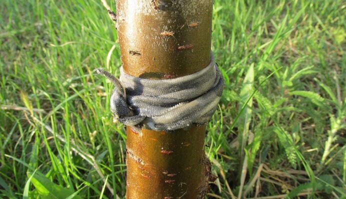 Жодної хімії: перевірений спосіб, який захистить дерева від мурах