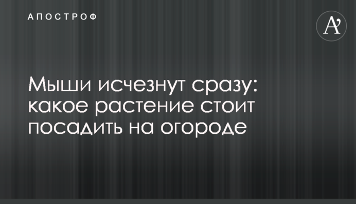 Мыши исчезнут сразу: какое растение стоит посадить на огороде