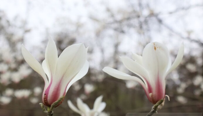 Город цветет, несмотря ни на что. Фоторепортаж из военного Киева