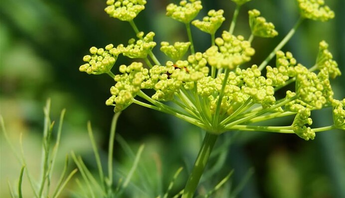 Урожай будет отличным: как подготовить семена укропа к посадке, чтобы ускорить рост