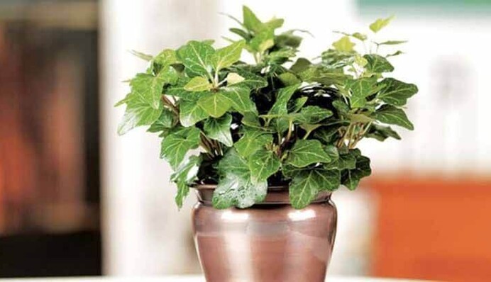 Гарні та корисні: три домашні рослини, які очищають повітря від пилу