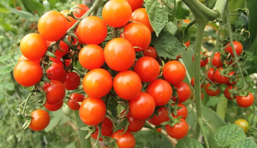Урожай помидоров можно заметно увеличить: что важно сделать на огороде в июне