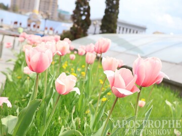Маленькие Нидерланды в центре Киева: на это стоит посмотреть, фото