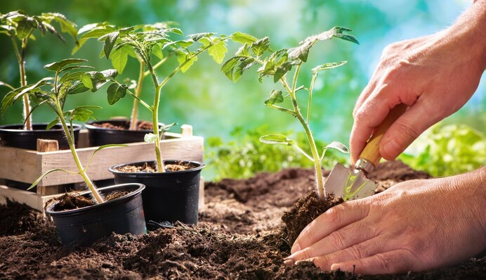 Какого числа сеять помидоры в мае и июне: календарь и советы по уходу