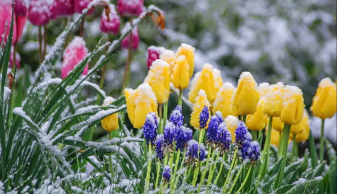 На Київщині прогнозують заморозки: синоптики оголосили штормове попередження