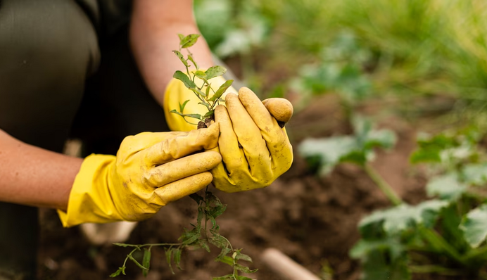 Посівний календар на травень 2023: що і коли робити в саду і на городі