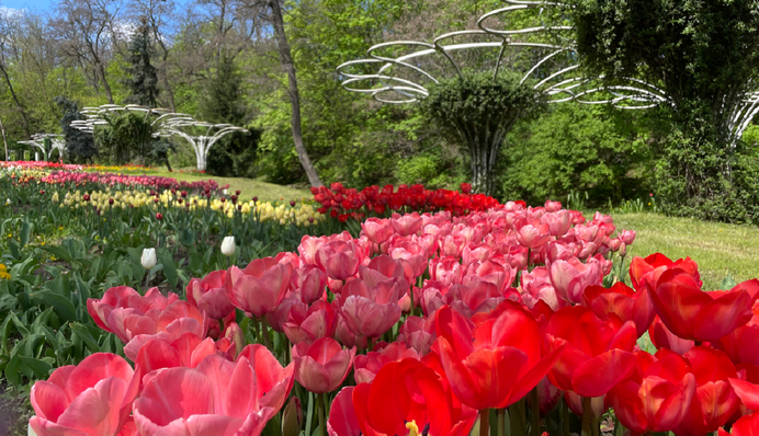В Киеве на Певческом поле расцвели тюльпаны: организаторы приглашают на ежегодную выставку цветов