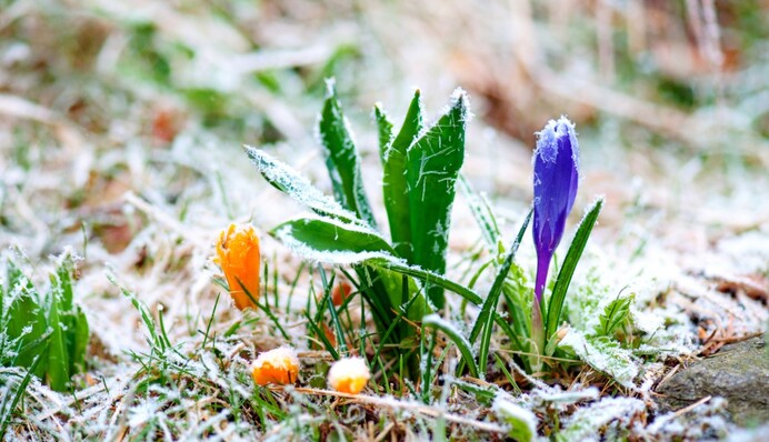Частину України накриють заморозки: свіжий прогноз синоптика