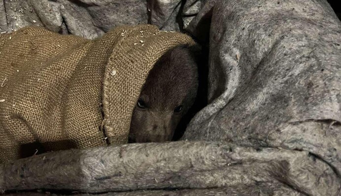 Історія про порятунок ведмежати отримала сумне продовження: матір-ведмедицю підступно вбили. Фото