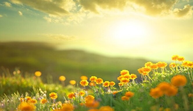 Заморозков больше не будет: в Укргидрометцентре дали оптимистический прогноз на неделю. Видео