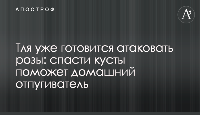 Попелиця вже готується атакувати троянди: врятувати кущі допоможе домашній відлякувач