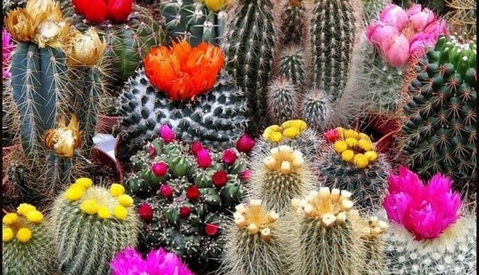 Ідеальні для 