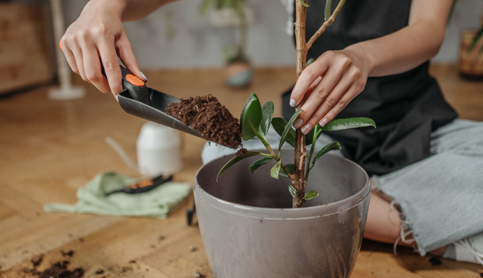 Когда можно пересаживать комнатные растения: календарь благоприятных дней