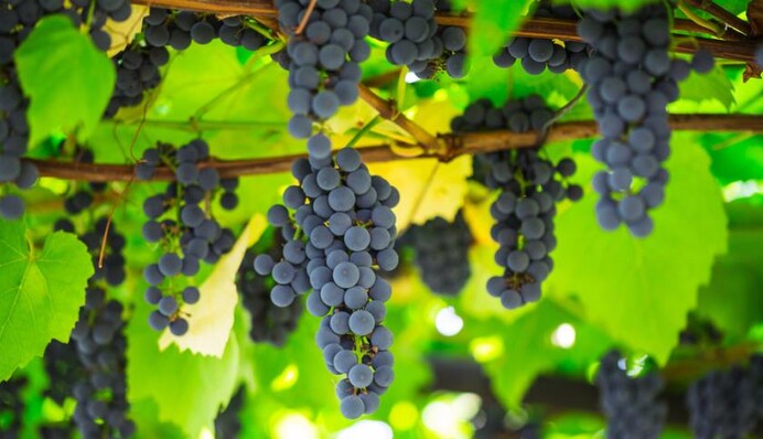 Чем обработать виноград от вредителей, чтобы получить гигантский урожай: советы садоводам