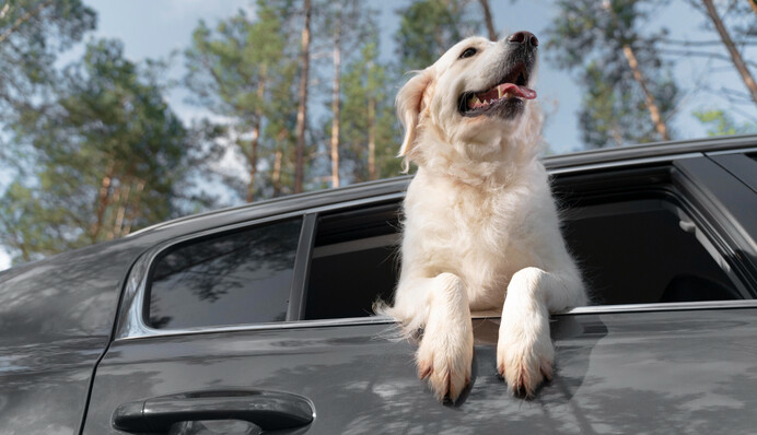 В Украине хотят ввести еще один штраф для водителей: может коснуться многих