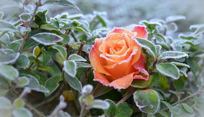 Прохладная погода с заморозками задержится: названа дата потепления в Украине