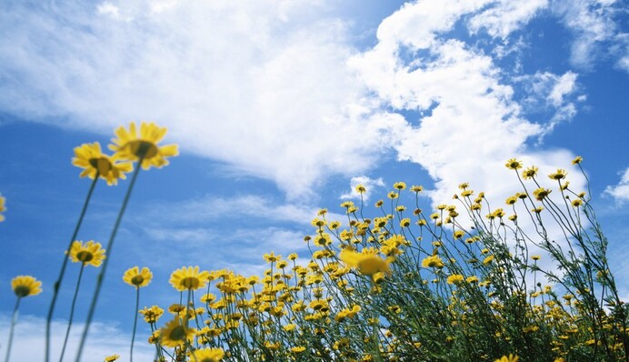 Уровень пожарной опасности очень высок: киевлян призвали воздержаться от отдыха на природе