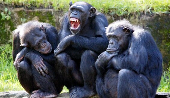 О чем говорят шимпанзе: ученым удалось перевести 