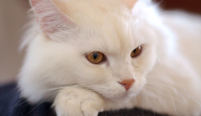 В пять часов утра, а то и раньше: зачем кошки рано будят хозяев