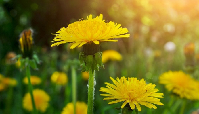 Як вивести кульбабу з городу і клумб: нескладні способи допоможуть забути про бур’ян