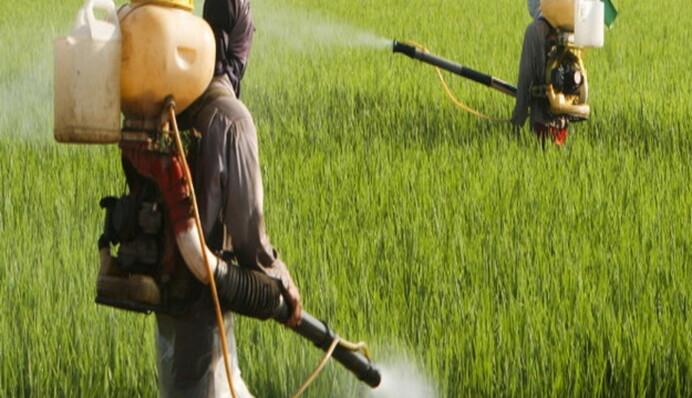 Мощный гербицид: как самому сделать раствор для уничтожения сорняков