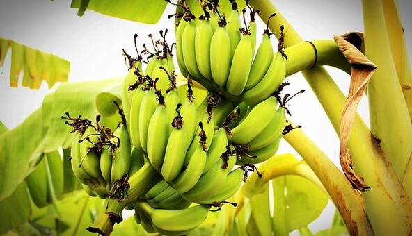 Бананы могут исчезнуть навсегда: ученые ломают головы, как остановить почвенный грибок