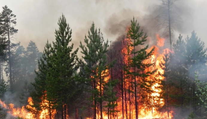 Ні дня без пожеж: в Челябінській області вогонь охопив околиці селища. Відео