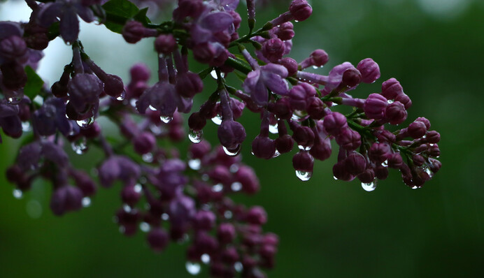 Дощі, місцями грози та не тільки: прогноз погоди в Україні на 23 травня