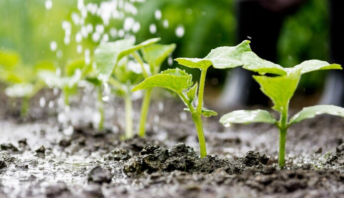 Отличная замена навозу и компосту: эту воду дачники ошибочно считают вредной для растений