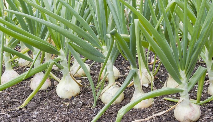 Помилка багатьох дачників: як можна вгробити грядку з цибулею