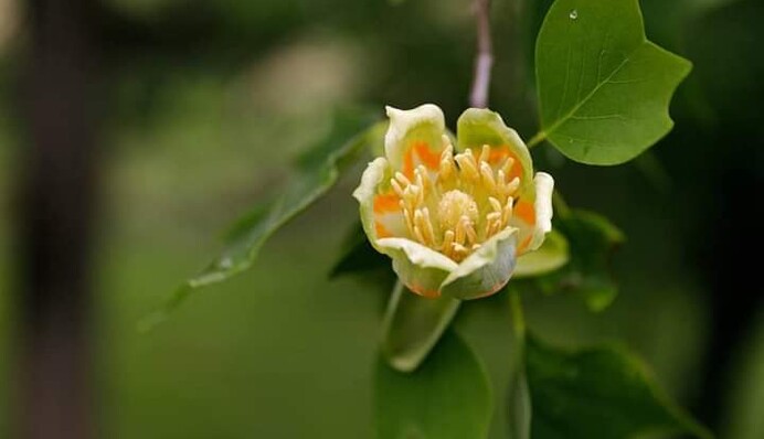 В Ужгороде и Мукачево зацвели тюльпановые деревья, завезенные на Закарпатье 100 лет назад: фото