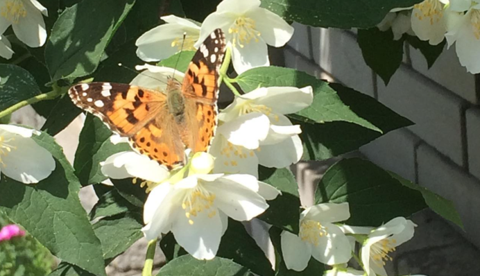 Лето дебютирует теплом: синоптик рассказала о погоде в первые дни июня