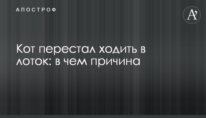Кот перестал ходить в лоток: в чем причина