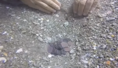 Монети і рідкісні скульптури: дайвери випадково натрапили на скарби римського порту. Відео