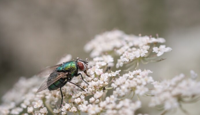 Ці прості засоби допоможуть позбутися мух в приміщенні: їхній запах відлякає комах