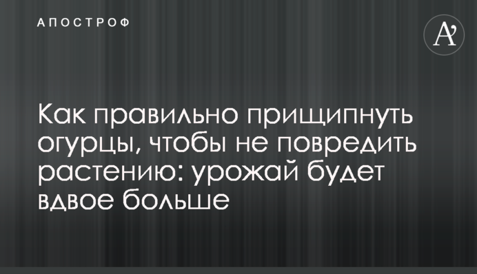 Как правильно прищипывать огурцы, чтобы не повредить растению: урожай будет вдвое больше