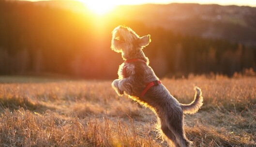 Місцями дощі: синоптики  дали прогноз на понеділок