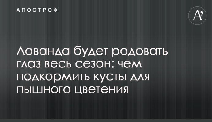 Лаванда будет радовать глаз весь сезон: чем подкормить кусты для пышного цветения