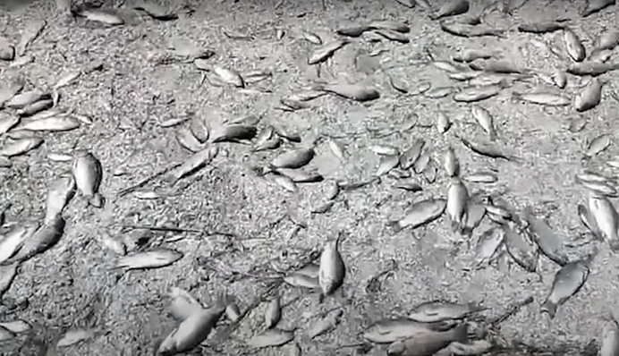 Настоящий экоцид: появились видео массового мора рыбы из-за подрыва дамбы Каховской ГЭС