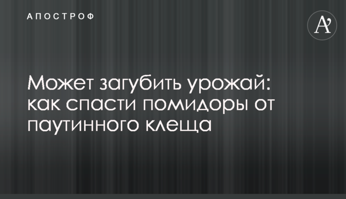 Может загубить урожай: как спасти помидоры от паутинного клеща