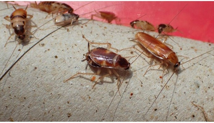 Як позбутися тарганів на кухні: хитрий трюк для непроханих гостей