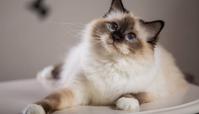 Зігріють серце і полікують душу: які породи котів найласкавіші. Фото