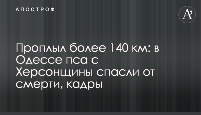 Проплив понад 140 км: в Одесі пса з Херсонщини врятували від смерті, кадри