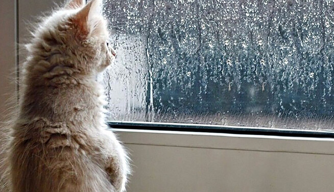 Украину накроют грозы и шквалы: где ожидается наихудшая погода