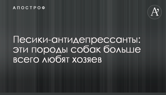 Песики-антидепресанти: ці породи собак найбільше люблять господарів