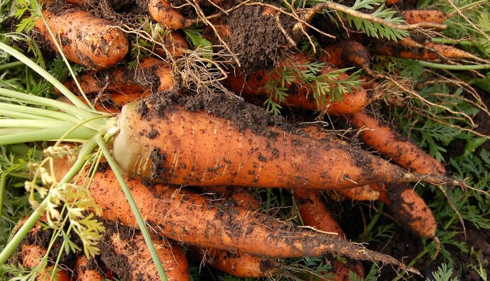 Когда летом сеять морковь для зимнего хранения: лучшие сроки в июне-июле