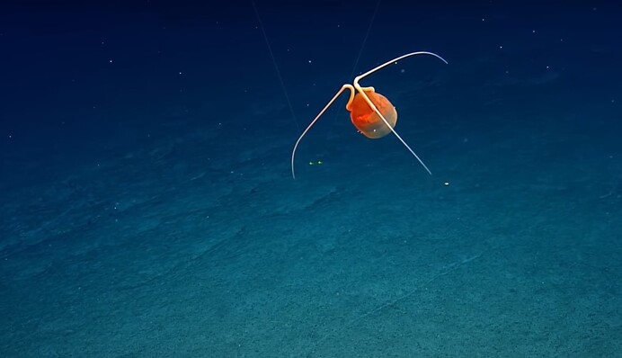 Плаває на глибині майже 1,5 км: у Тихому океані зняли на відео рідкісну медузу-канібала